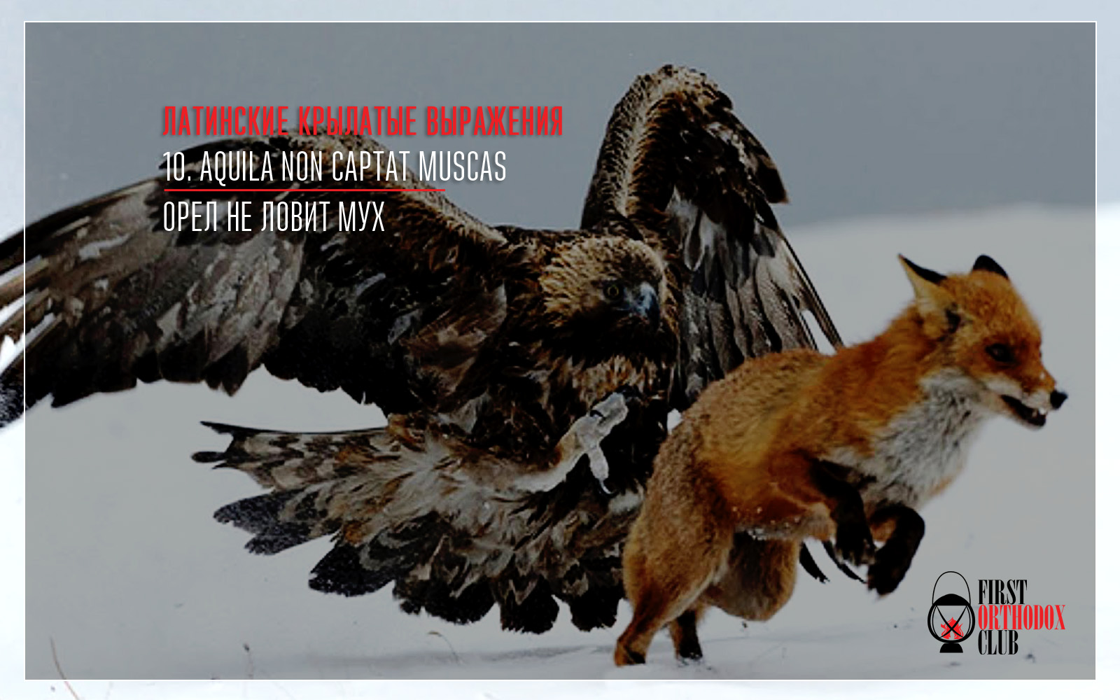 Aquila non captat muscas. Орел не ловит мух.