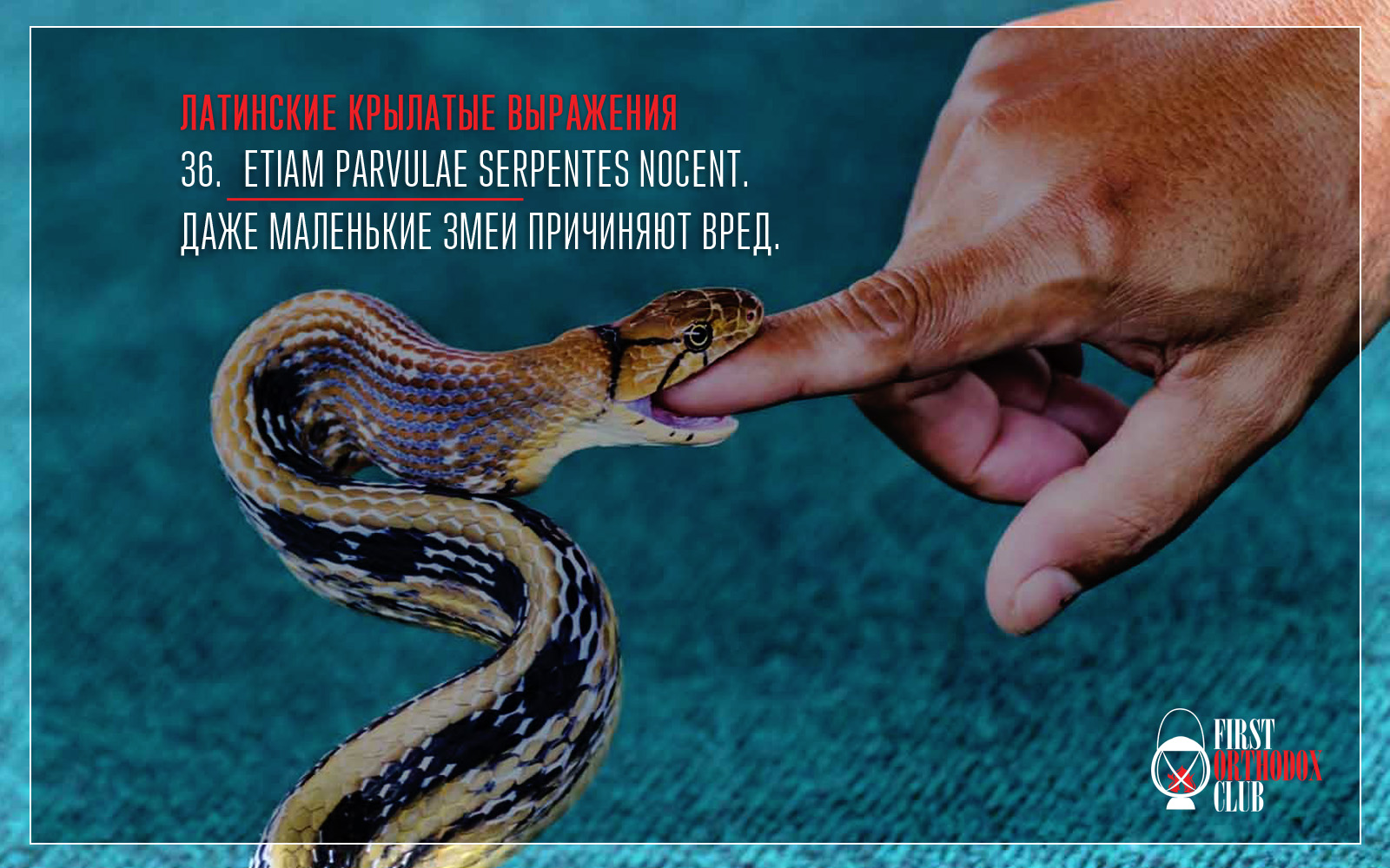 Etiam parvulae serpentes nocent. Даже маленькие змеи причиняют вред.