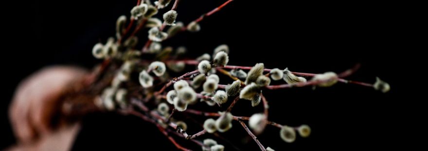 чудо распускания вербы, введение во храм пресвятой богородицы, православные праздники декабрь, двунадесятые праздники православной церкви, рождественский пост традиции
