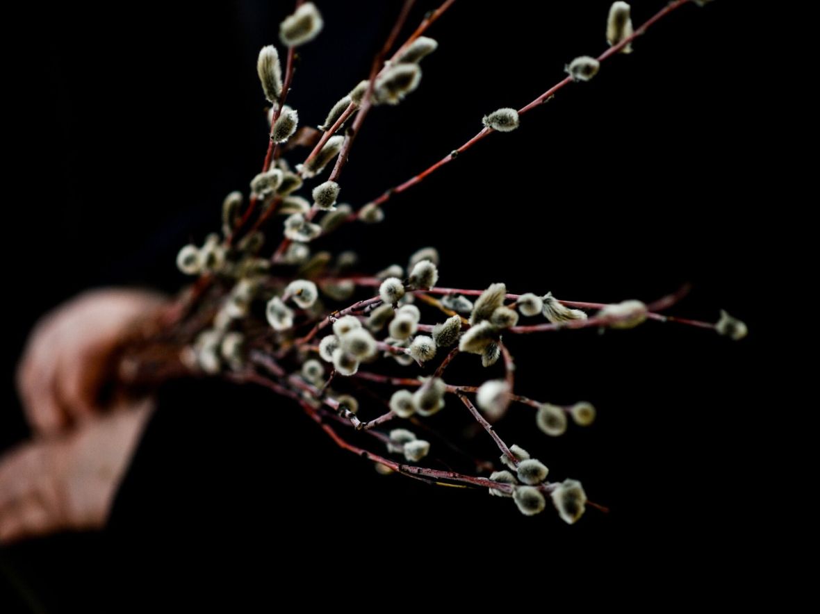 чудо распускания вербы, введение во храм пресвятой богородицы, православные праздники декабрь, двунадесятые праздники православной церкви, рождественский пост традиции