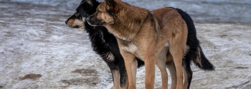 Купец и волки притча, Амвросий Оптинский притчи, православные поучительные истории, притчи старцев о терпении,