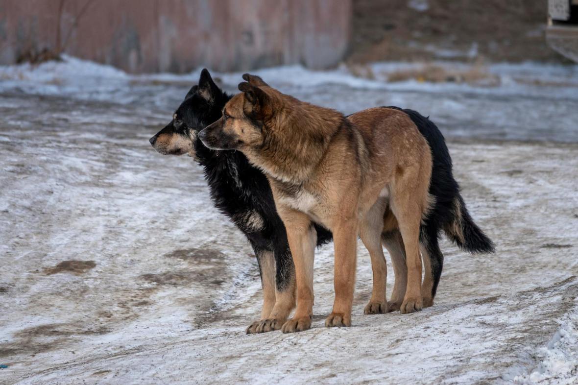Купец и волки притча, Амвросий Оптинский притчи, православные поучительные истории, притчи старцев о терпении,