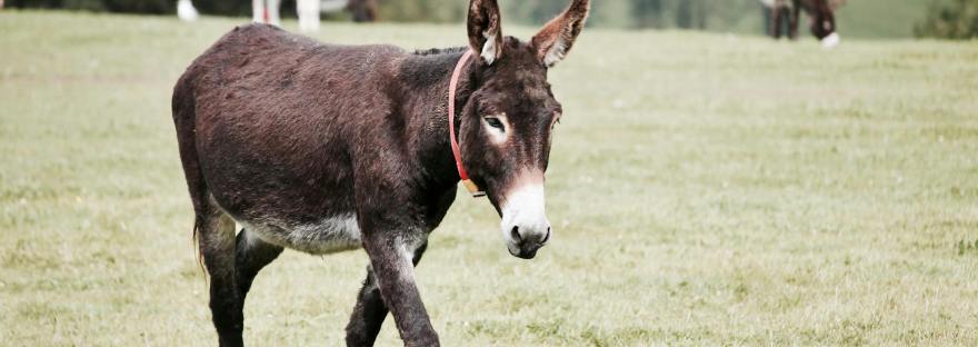 Старец Паисий Святогорец, ослик с колокольчиком, внутреннее безмолвие, духовная польза, искушения диавола, монашеская жизнь, смирение, терпение, послушание, исихаст, умная молитва, борьба с помыслами, духовный мир, монастырские примеры, Святогорец Паисий, православное учение о тишине