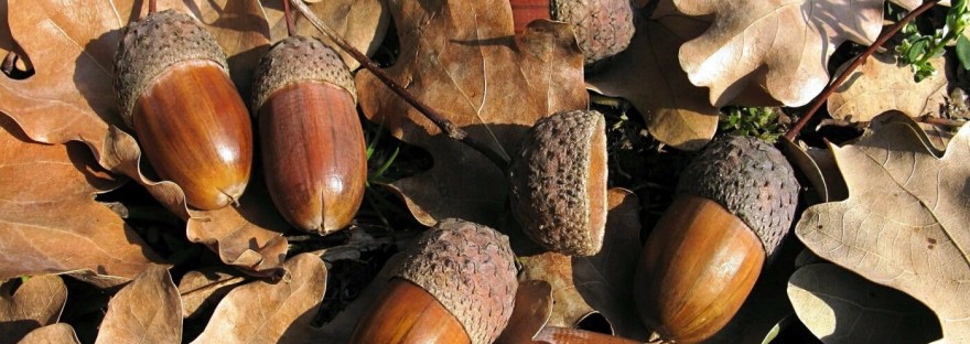 притча о желудях, воля Божия, духовная жизнь, преподобный Силуан Афонский, православные старцы, смирение духа, Божья благодать, духовное наставление, доверие Богу, православные притчи