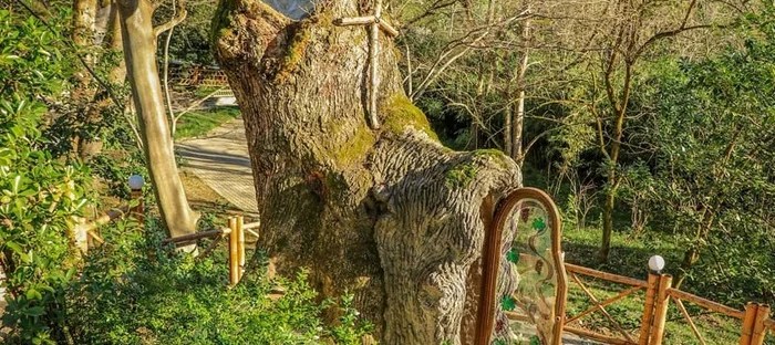 часовня в дубе, освящённая келья в дереве, живая часовня Божией Матери, необычные православные храмы, чудеса природы и веры