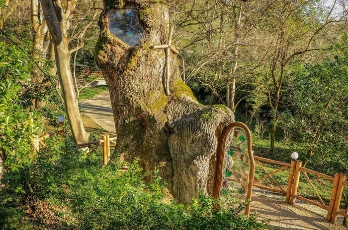 часовня в дубе, освящённая келья в дереве, живая часовня Божией Матери, необычные православные храмы, чудеса природы и веры