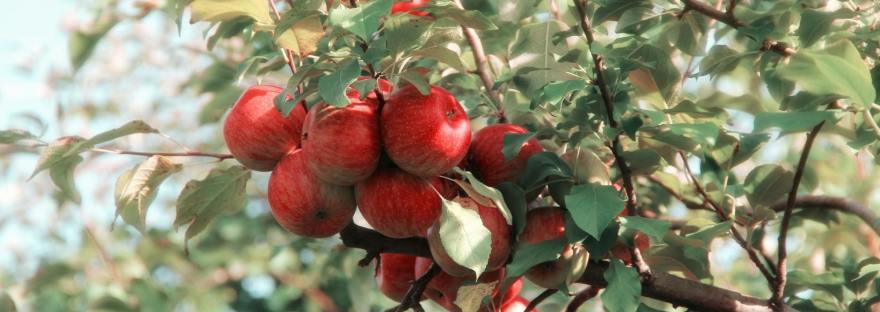 Плодоносные дерева смирения, смирение в православии, авва Дорофей поучения, православные добродетели, духовные плоды смирения,