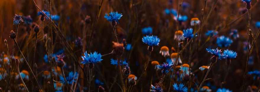 спасение души, духовная жизнь, любовь к Богу и ближнему, христианская мудрость, духовные наставления святых