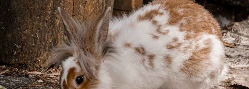 гончая и заяц Паисий, притча гончая заяц старец Паисий, стремление ко Христу как гончая, трезвение ум ко Христу Паисий, радость в беге за Христом, доброе беспокойство Паисий том V, поиск Христа не останавливается,