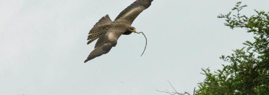 орел и петух притча, притча орел петух Силуан Афонский, духовный и недуховный общение, старец Силуан о молодом монахе, притча о высоте орла и дворе петуха, духовный человек как орел, недуховный как петух,