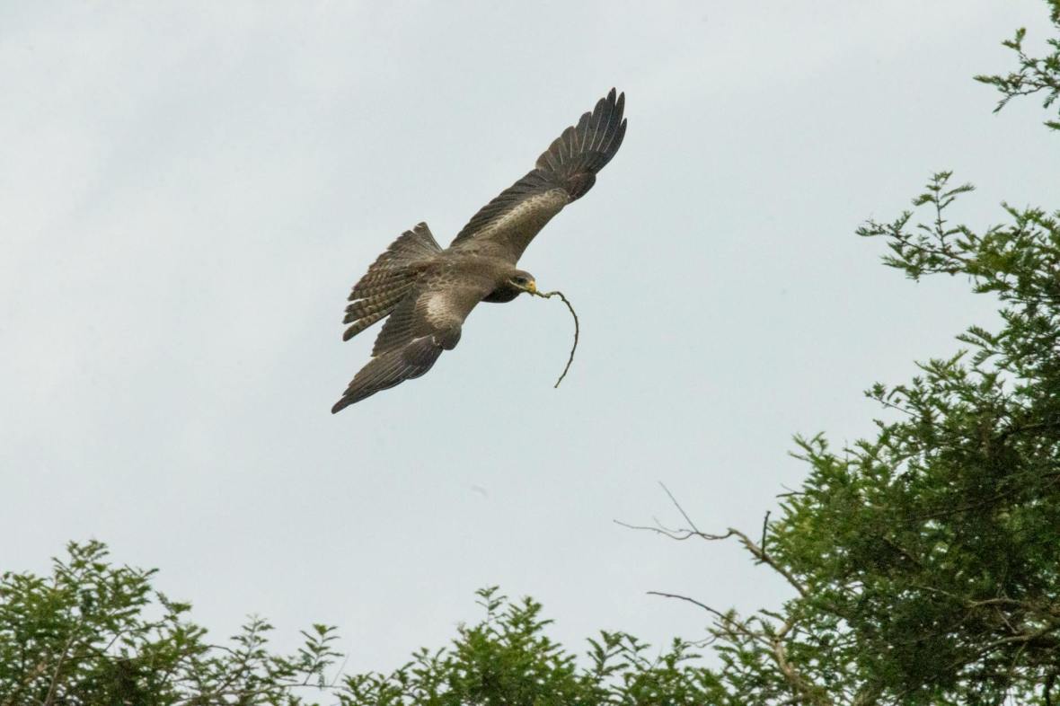 орел и петух притча, притча орел петух Силуан Афонский, духовный и недуховный общение, старец Силуан о молодом монахе, притча о высоте орла и дворе петуха, духовный человек как орел, недуховный как петух,