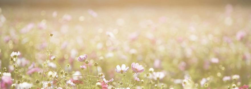 икона Богородицы Антифонитрия Констамонит, Отвечающая Богоматерь Афон, чудотворная Антифонитрия Одигитрия, чудо масла 1020 год Агафон, икона Отвечающая юго-западная колонна, Антифонитрия монастырь Констамонит, позолоченный оклад XIX век Антифонитрия,