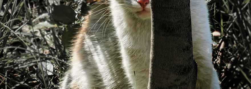 кот и лягушонок Паисий, молчание побеждает гнев, смирение лягушонка кот Дикас, старец Паисий том V смирение молчание, притча кот лягушка Паисий, 1orthodoxclub