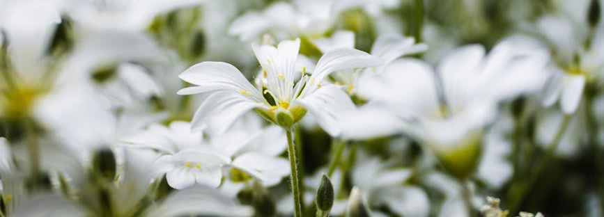 озверевший смиренник Стратис, Стратис грешный самолюбие Паисий, ложное смирение Стратис ключ Паисий, смирение на словах озверел Паисий, 1orthodoxclub