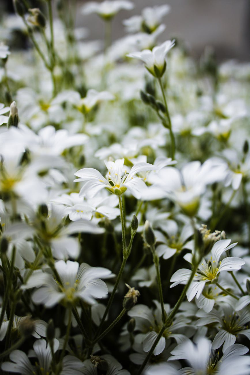 озверевший смиренник Стратис, Стратис грешный самолюбие Паисий, ложное смирение Стратис ключ Паисий, смирение на словах озверел Паисий, 1orthodoxclub
