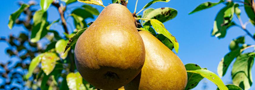 где надежда которую хранил садовник, притча о садовнике и деньгах Древний Патерик, ангел исцелил ногу садовника после покаяния, милостыня вместо накоплений Патерик, где деньги и надежда ангел садовнику, 1orthodoxclub