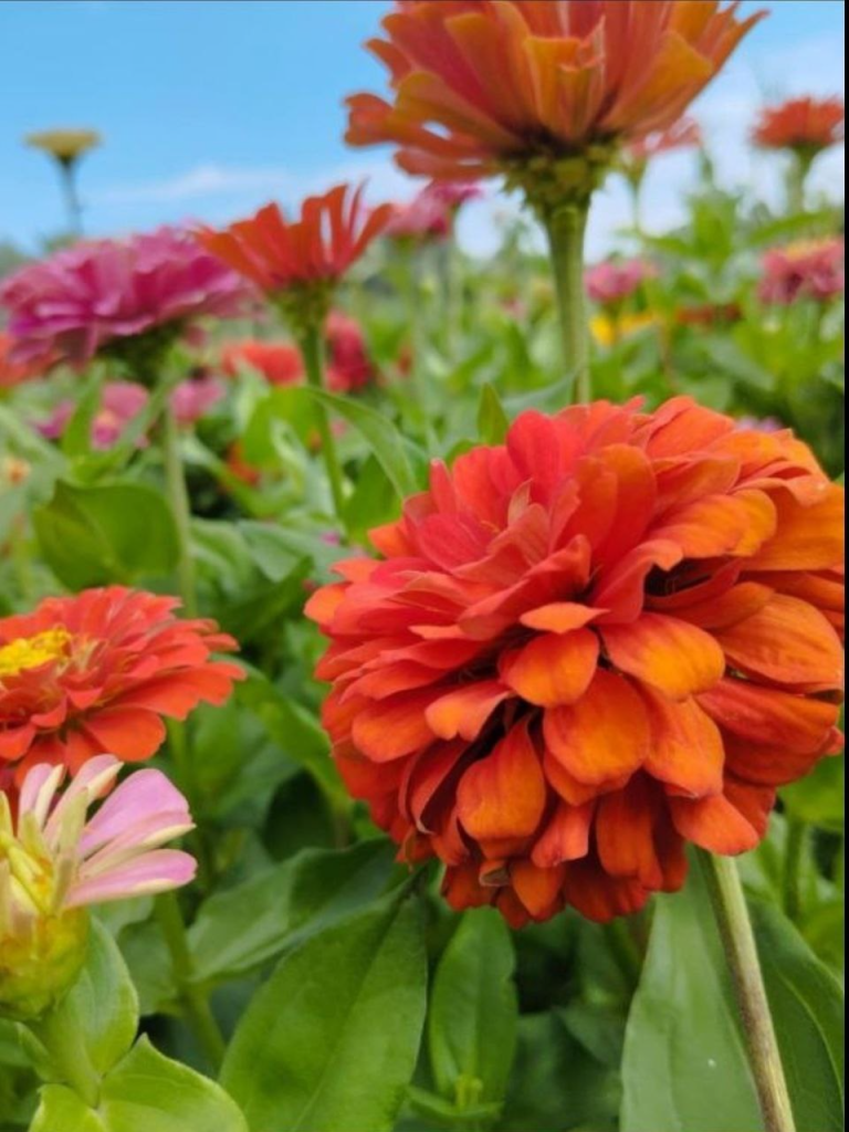 стремление к Богу исполнение заповедей, содействие воле Божией Макарий Оптинский, где бы мы ни были пещись о заповедях, самовластие преклонять к воле Божией, помощь Божия в немощи, остерегаться помысла хвалящего и осуждающего, высокоумие сеть вражия, orthodox club